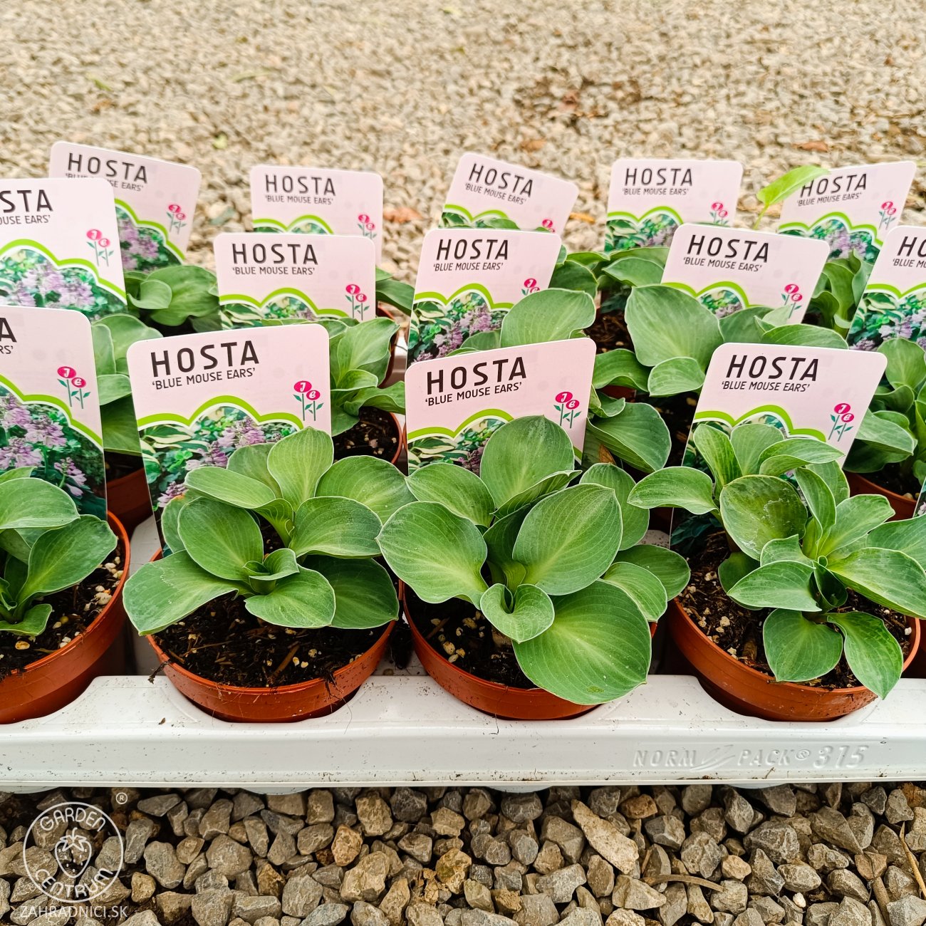 Obrázok Funkia ( Hosta) ´BLUE MOUSE EARS´ - kont. P11